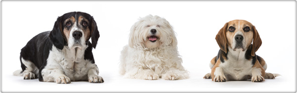 TROVET dietetyczna karma dla psów