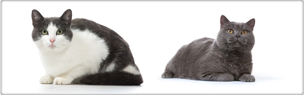 TROVET dietetyczna karma dla kotów