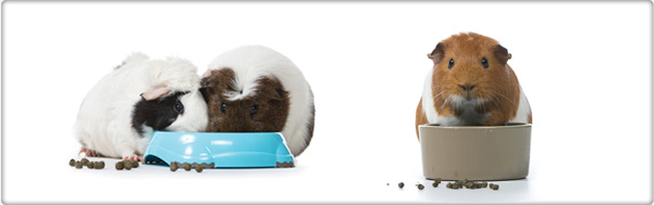 TROVET świnka morska