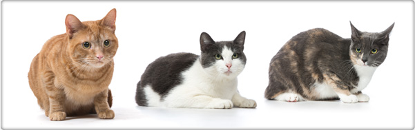 TROVET suplementy dla kotów