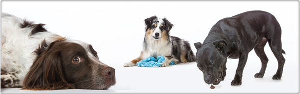 Odpowiedzialne przysmaki dla psów